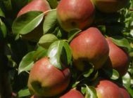 clapp körte