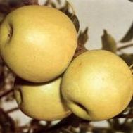 golden_delicious